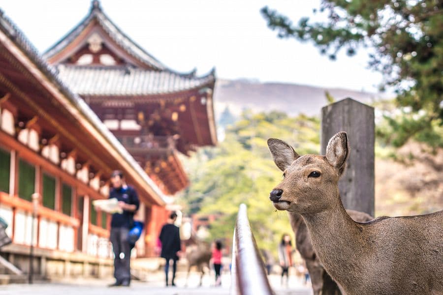 To nejlepší z Japonska + CÍSAŘSKÉ MĚSTO KJÓTO + NEJVYŠŠÍ VYHLÍDKA SKYTREE